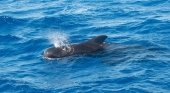 Un guía turístico, 'héroe de los cetáceos' en Fuerteventura