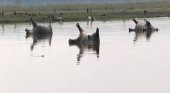 Hipopótamos muertos en Namibia (Foto La Sexta)