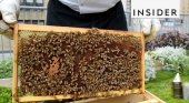 Hotel de Nueva York cultiva su propia miel