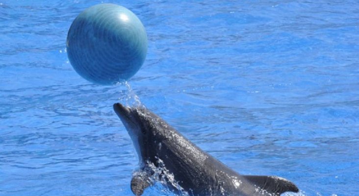 Delfín en un parque de atracciones de la Costa Azul