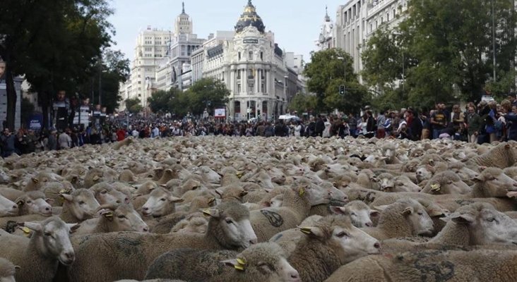 Rebaño de ovejas en las calles de Madrid (Foto Diario del Viajero)