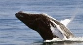 República Dominicana busca ‘susurrador de ballenas’