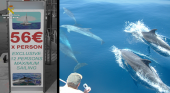Operación de la Guardia Civil por infracciones en avistamiento de cetáceos en Canarias