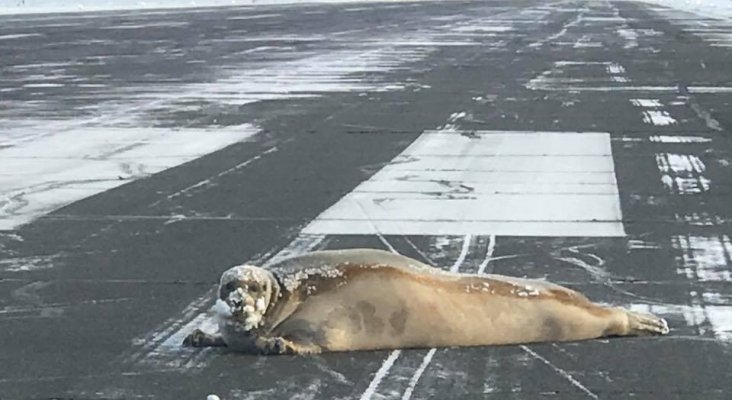 Foca tendida en la pista en el aeropuerto de Barrow