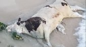 Cadaver de vaca en la costa de Mallorca