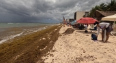 Oleada histórica de sargazo sepulta las playas del Caribe mexicano ahuyentando a los turistas | Foto: Francisco Y Alex Barba vía Red de Monitoreo del Sargazo de Quintana Roo