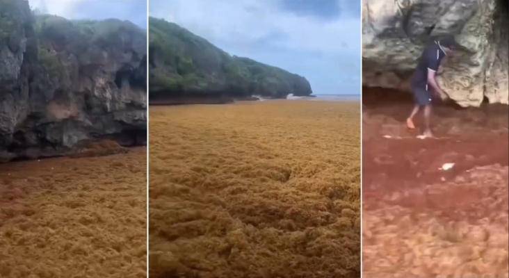 Preocupación entre empresarios y turistas de la península de Samaná (R. Dominicana) por la invasión de sargazo
