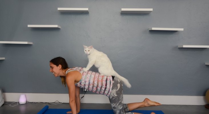 Sesión de yoga con gatos en 'Cat Therapy'