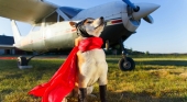 Italia da un paso de gigantes en los viajes con mascota: permiten que los perros de más 10 kg viajen en cabina