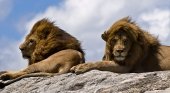 Dos leones descansando en una roca