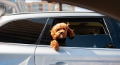 Los hoteles caninos impulsan el 'transfer' para perros