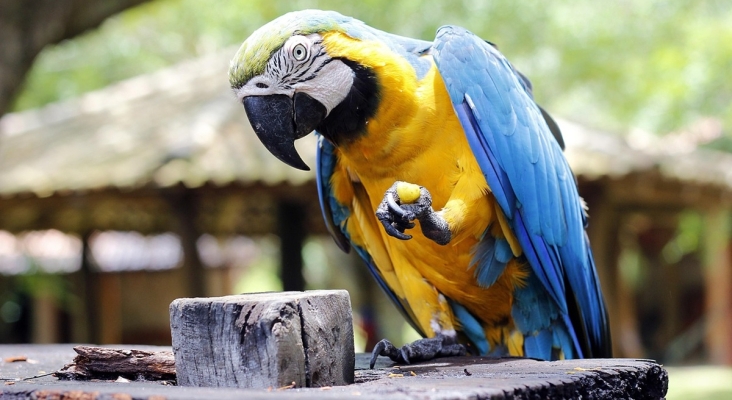 República Dominicana castigará por ley la exhibición de animales silvestres