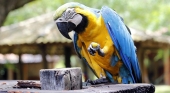 República Dominicana castigará por ley la exhibición de animales silvestres
