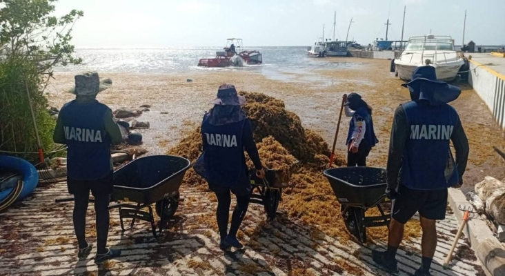 La Marina recolecta más de 1.200 toneladas de sargazo en solo una semana en Costa Maya (México)