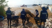 La Marina recolecta más de 1.200 toneladas de sargazo en solo una semana en Costa Maya (México)