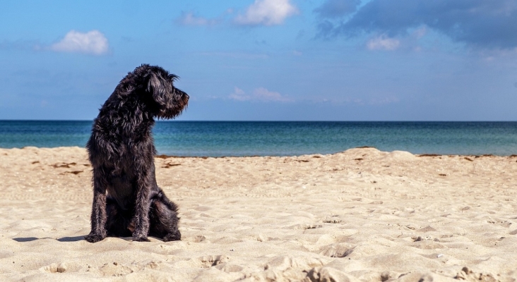 Mogán (Gran Canaria) toma medidas para atraer a las 73 millones de familias europeas que quieran viajar con sus perros