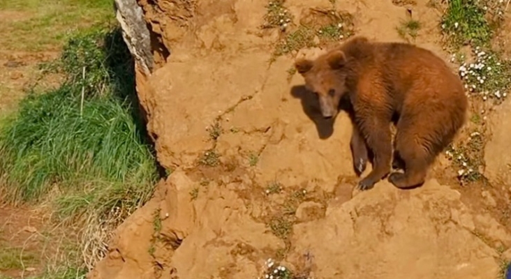 Oso pardo |Foto: Gobierno de Cantabria