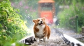 ¿Viajas con mascota? Atento, llega la tasa turística para perros