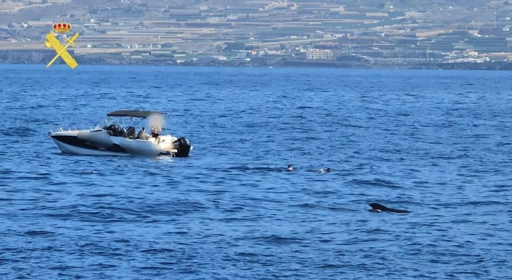 La Guardia Civil denuncia a siete turistas por nadar con ballenas en Tenerife: afrontan multas de 600.000 euros | Foto: Guardia Civil