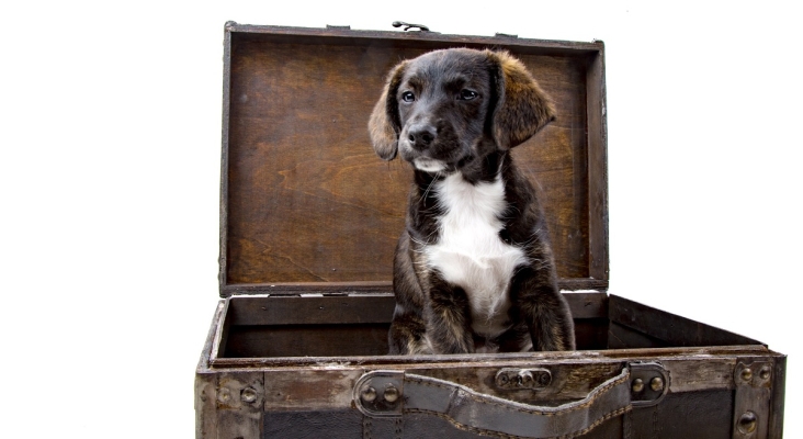 La Justicia de la UE dictamina que animales deben ser considerados como “equipaje” durante los vuelos