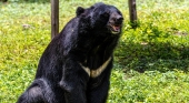 Oso negro asiático