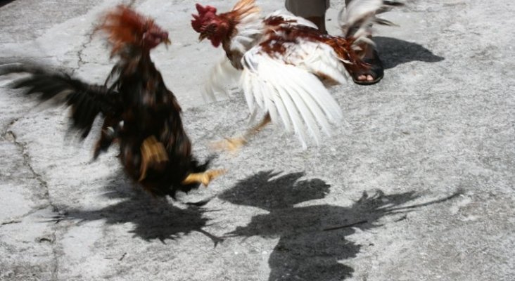 Gallos en una pelea