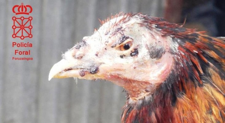 Gallo maltratado. Foto de elespanol.com