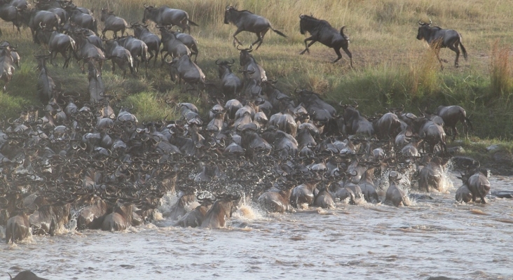 Migración de ñus