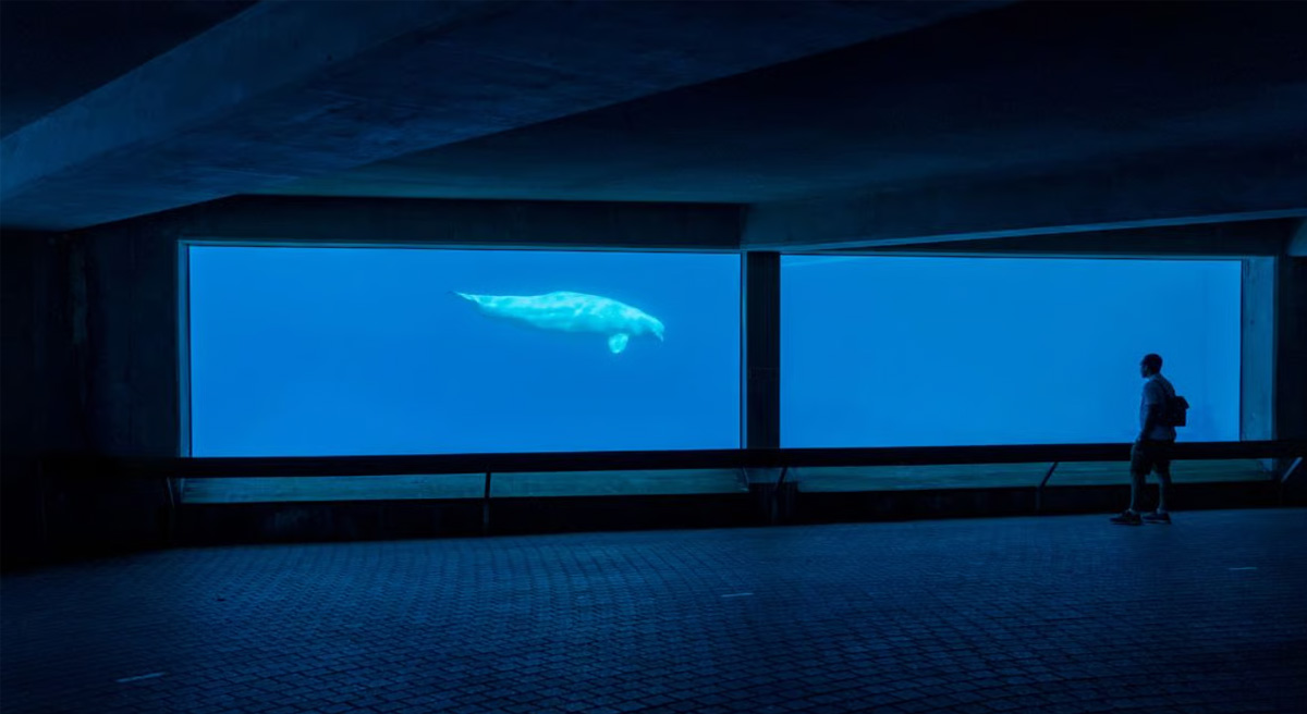 Beluga en cautividad Foto World Animal Protection Canada
