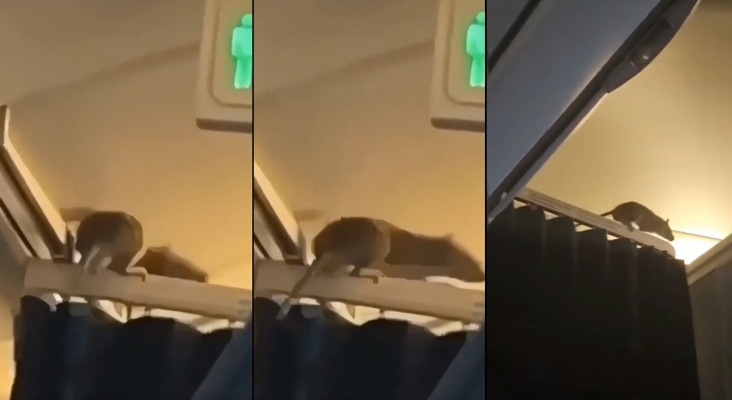 Imágenes de la rata captadas a bordo del vuelo de KLM| Fuente: De Telegraaf