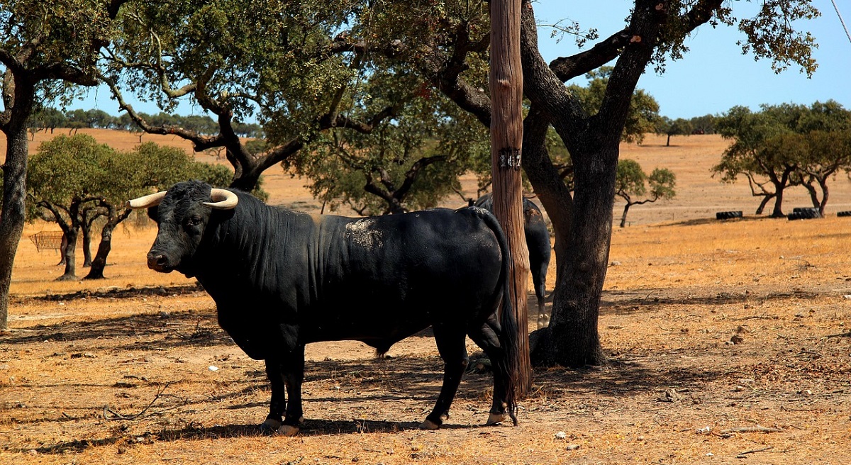 Toro de lidia Toro de lidia