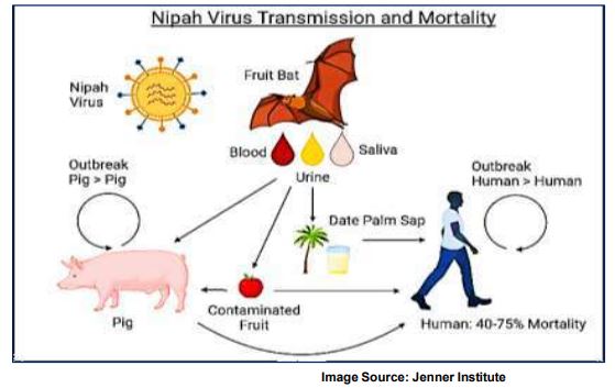 Transmisión virus Nipah Transmisión virus Nipah