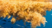 Sargazo. | Foto:. Coastal Studies Institute