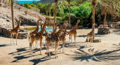 Oasis Wildlife Fuerteventura