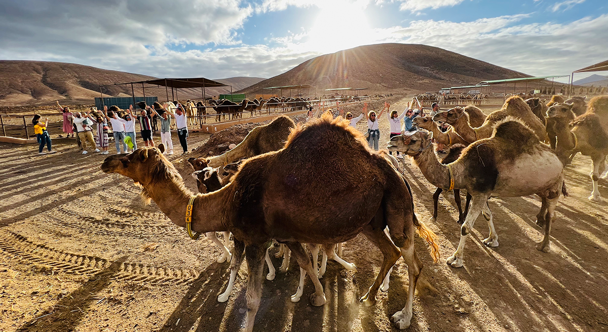 Oasis Wildlife Fuerteventura Oasis Wildlife Fuerteventura