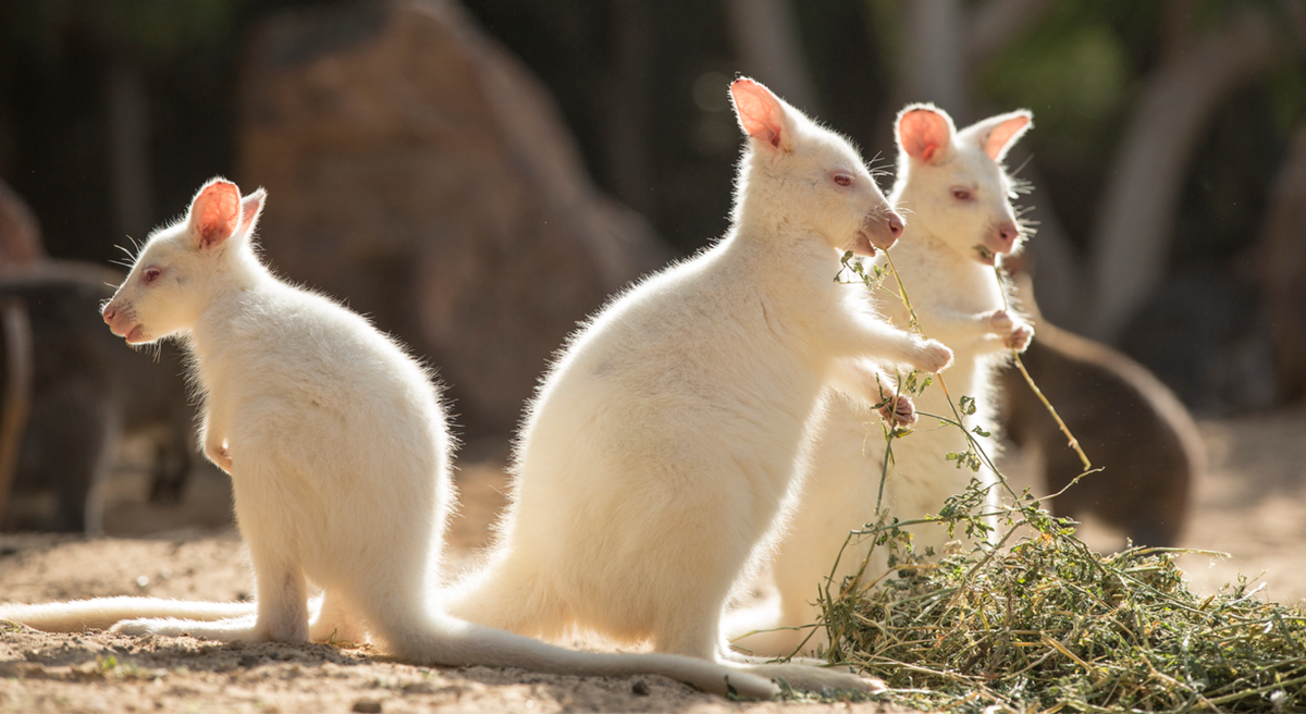 Oasis Wildlife Fuerteventura