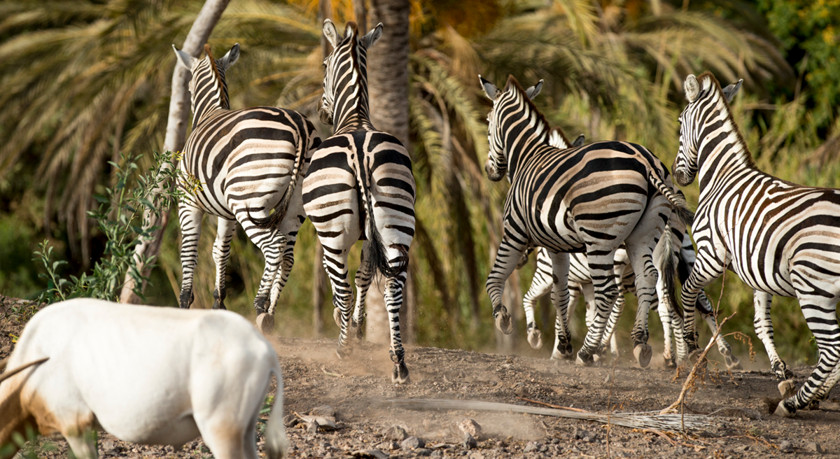 Oasis Wildlife Fuerteventura