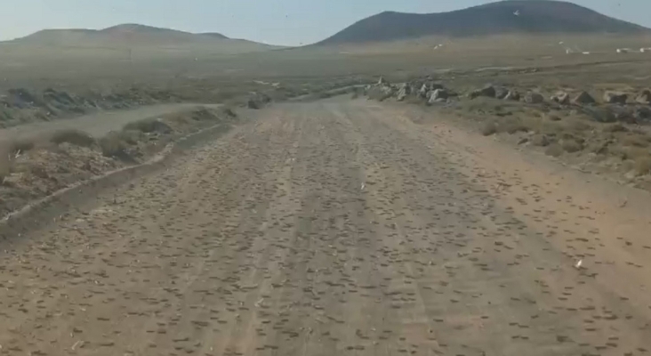 Langostas en el camino a la playa de Famara