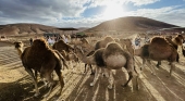 Camel Experience un modelo canario que redefine el turismo con propósito