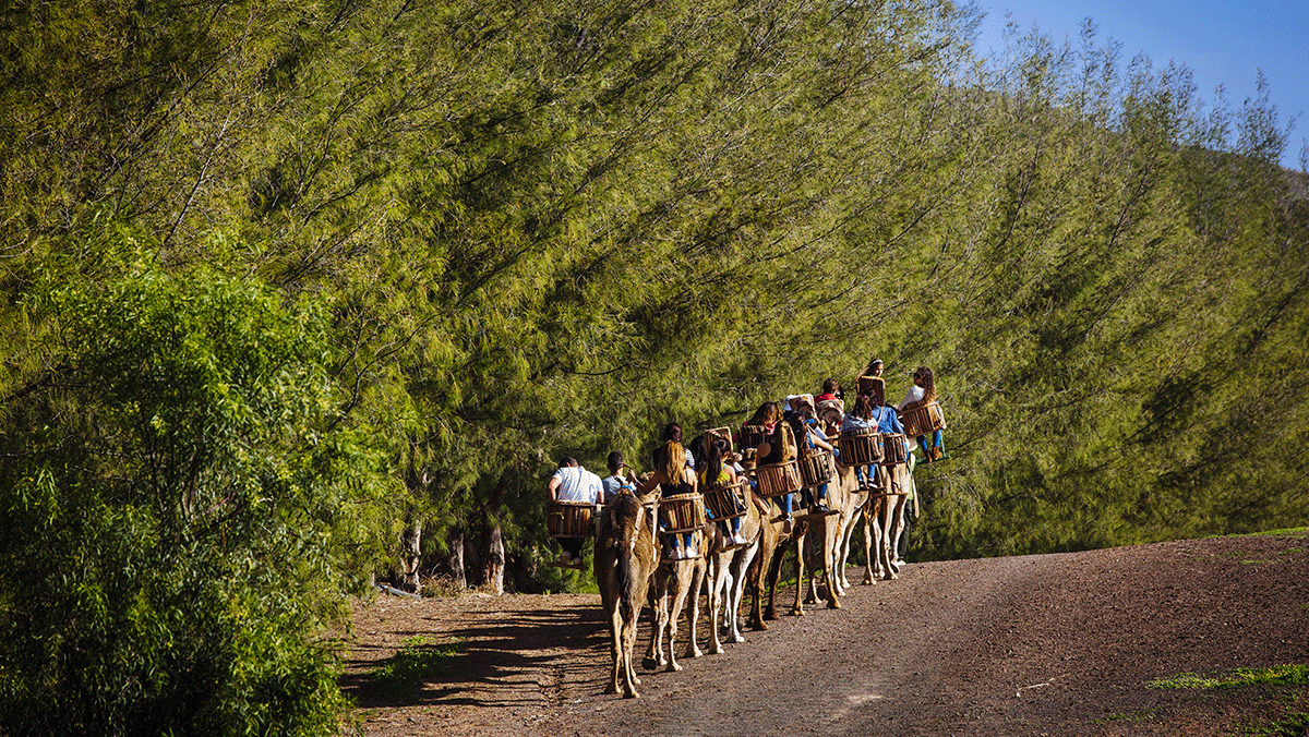 Oasis Wildlife Fuerteventura Camel Experience