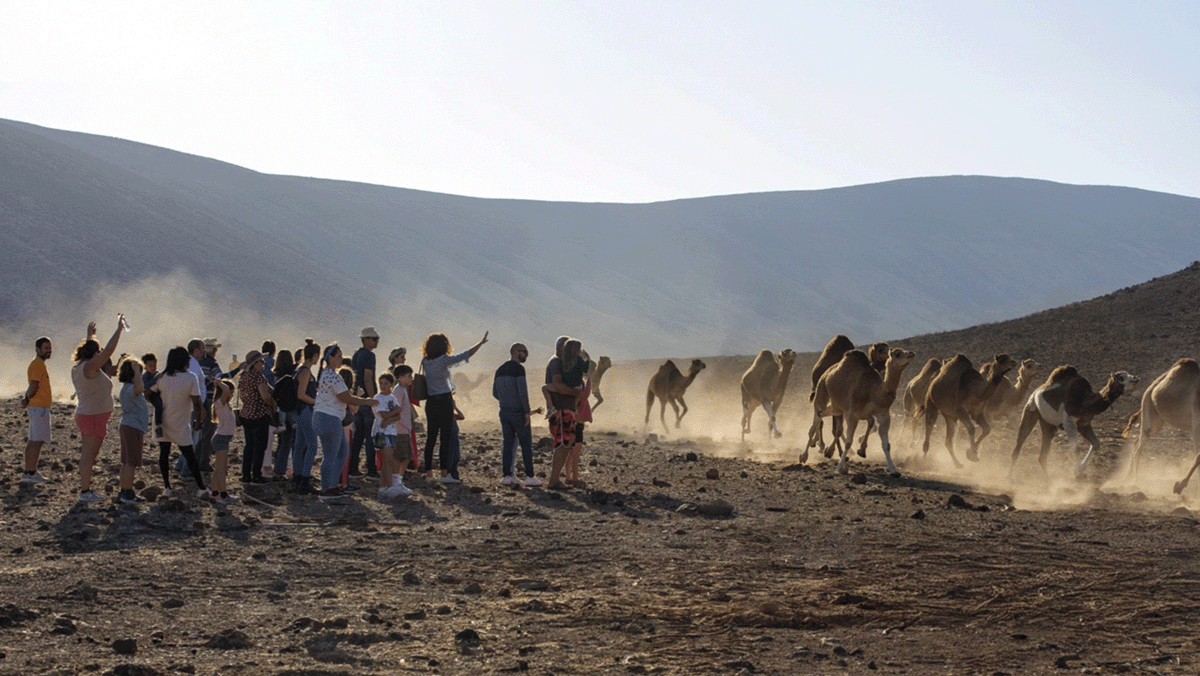  Oasis Wildlife Fuerteventura Camel Experience