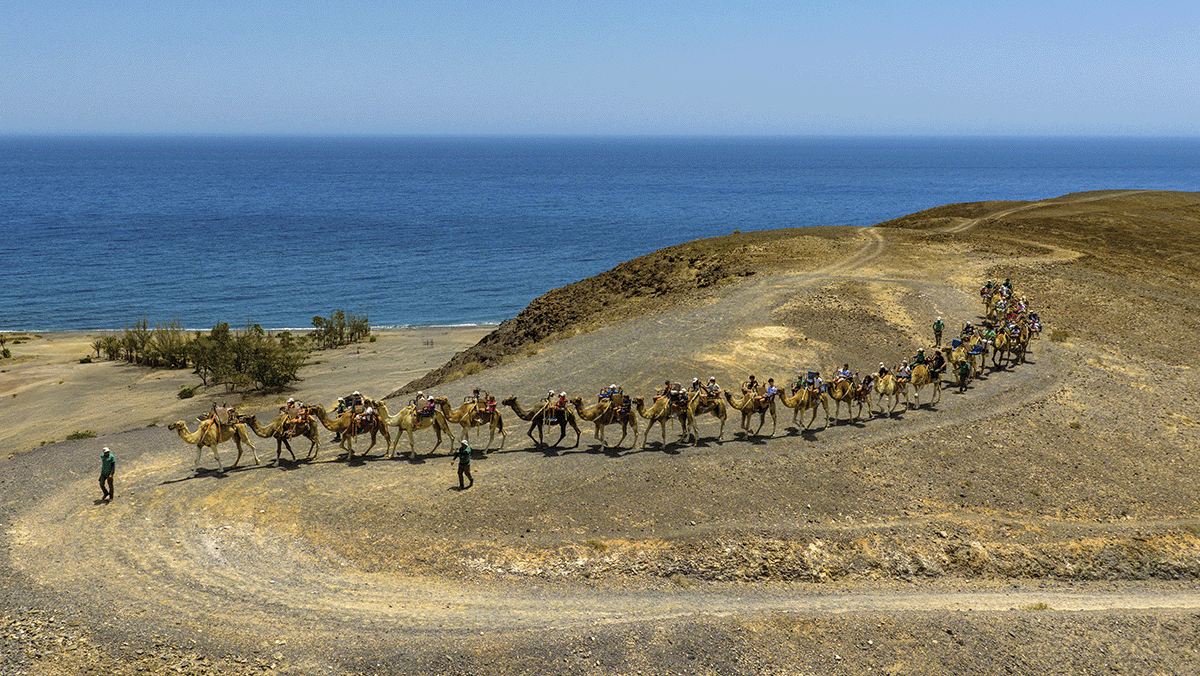  Oasis Wildlife Fuerteventura Camel Experience