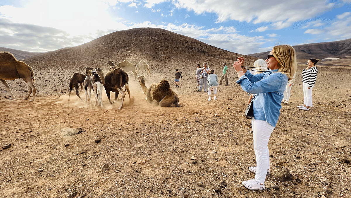  Oasis Wildlife Fuerteventura Camel Experience