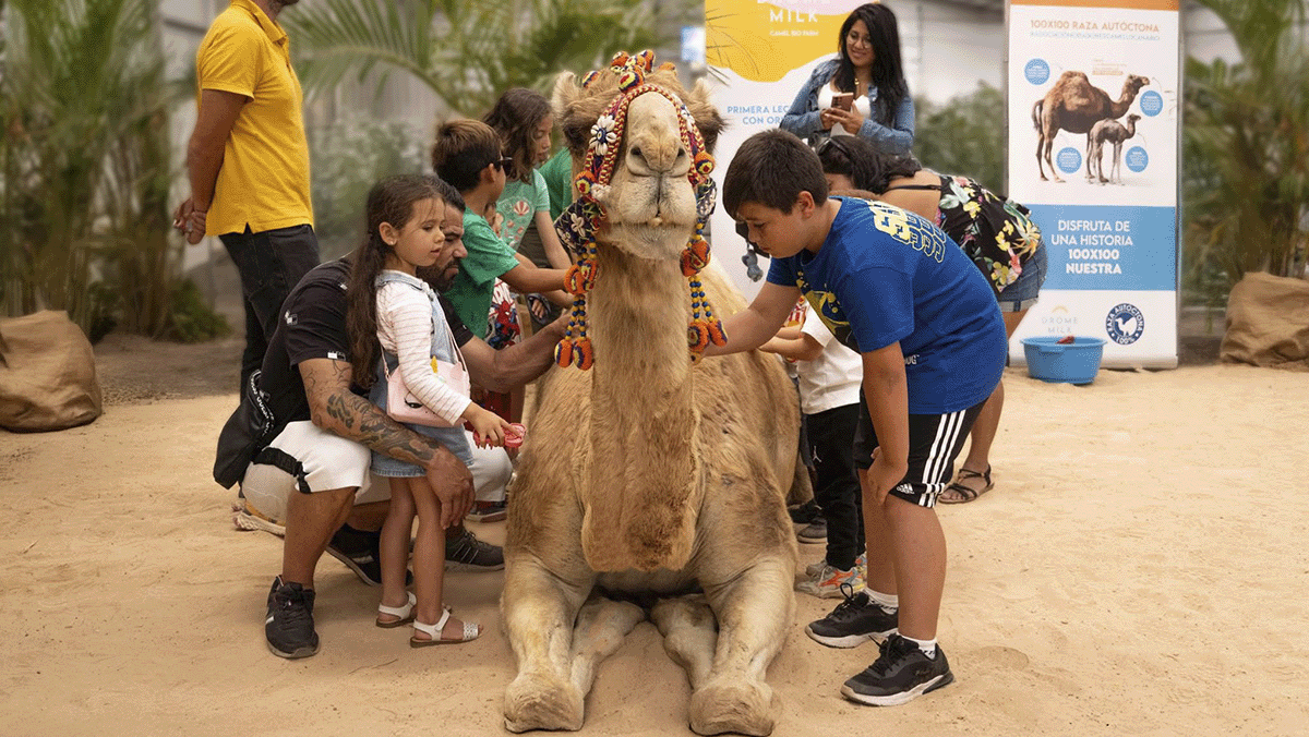  Oasis Wildlife Fuerteventura Camel Experience