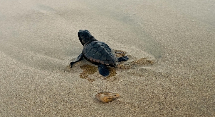 Alertan de que excursiones turísticas destruyen nidos de tortugas en playas de Tamaulipas (México)