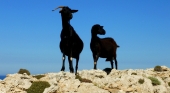 Las cabras asilvestradas son típicas del paisaje natural de Menorca.