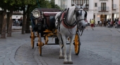 La Justicia anula el reglamento que limitaba el uso de caballos en las galeras de Palma (Mallorca) La Justicia anula el reglamento que limitaba el uso de caballos en las galeras de Palma (Mallorca)