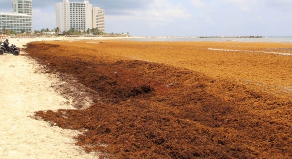 Sargazo | Foto: National Oceanic and Atmospheric Administration