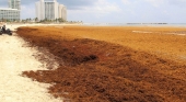 Sargazo | Foto: National Oceanic and Atmospheric Administration