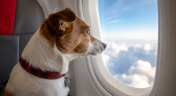 Vuelven los viajes con mascotas de EE. UU. a México | Foto: Imagen generada por IA